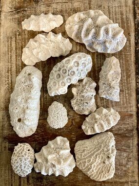 Fossilized Coral Collection 12 Pieces Instant Rock Collection